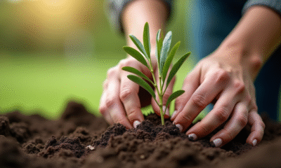 Mains plantant un jeune olivier dans la terre humide