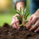 Mains plantant un jeune olivier dans la terre humide